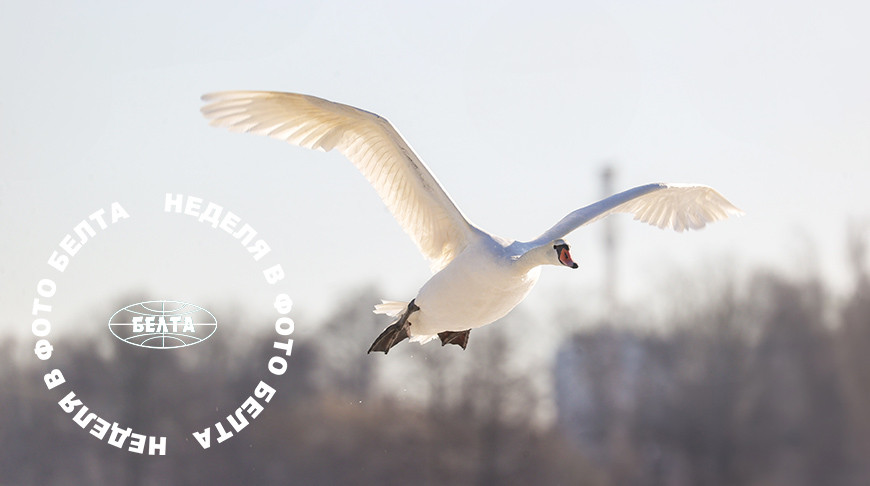 ЛУЧШИЕ ФОТО НЕДЕЛИ ПО ВЕРСИИ БЕЛТА