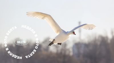 ЛУЧШИЕ ФОТО НЕДЕЛИ ПО ВЕРСИИ БЕЛТА