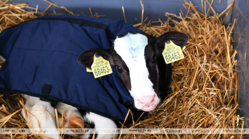 В Минской области в 2026 году планируют построить 111 профилакториев на 20 тыс. телят