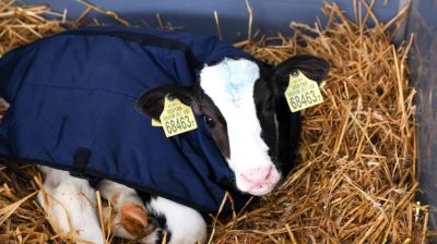 В Минской области в 2026 году планируют построить 111 профилакториев на 20 тыс. телят