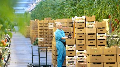 Круглый год в магазинах! Рассказываем, как выращивают овощи в тепличном хозяйстве под Минском