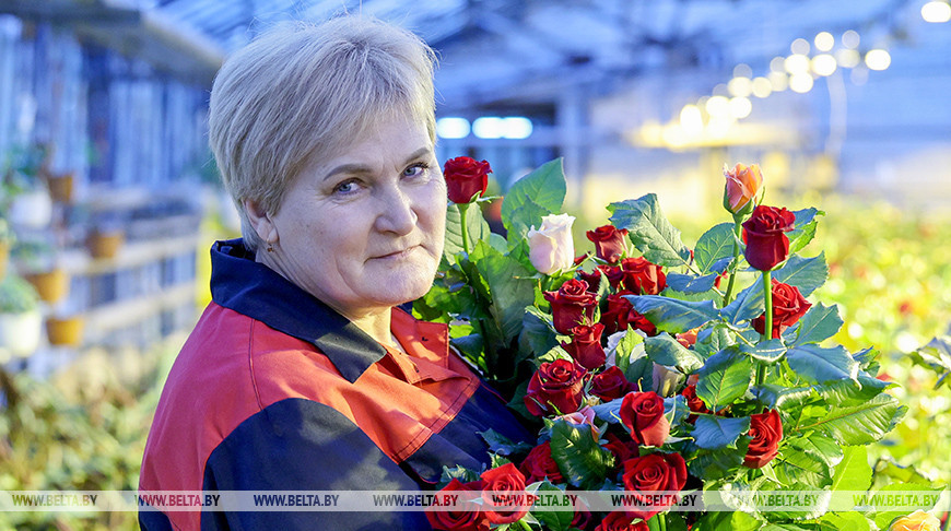 Первые тысячи роз и тюльпанов срезали в теплицах "Витебского Зеленстроя"