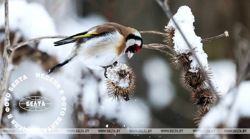 ЛУЧШИЕ ФОТО НЕДЕЛИ ПО ВЕРСИИ БЕЛТА