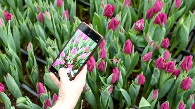 Тюльпаны продолжают расти даже в вазе. В Гомельском опытном лесхозе рассказали об особенностях букетов