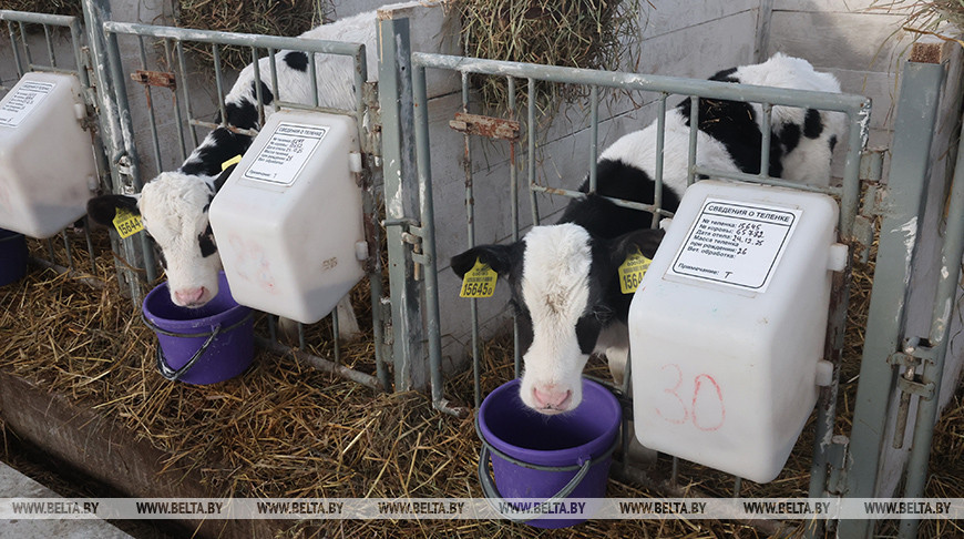 В тепле и с дополнительными порциями молока: как в Могилевской области содержат телят в морозы