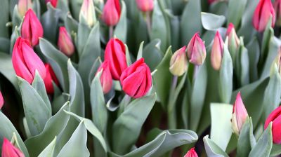 Более 15 тыс. луковиц тюльпанов высадили лесоводы Петриковского лесхоза в нынешнем сезоне