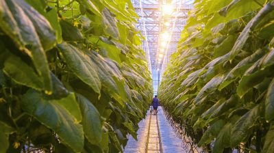 Кировский район начал сбор первого в этом году урожая ароматных тепличных огурцов 