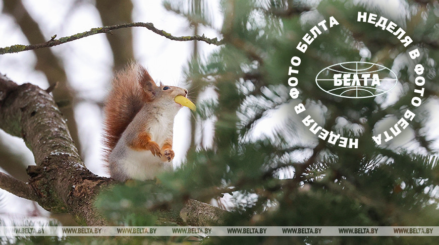  ЛУЧШИЕ ФОТО НЕДЕЛИ ПО ВЕРСИИ БЕЛТА   