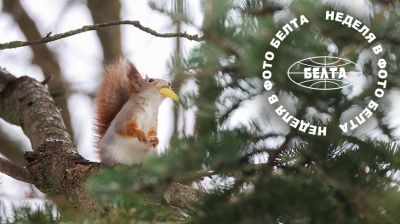  ЛУЧШИЕ ФОТО НЕДЕЛИ ПО ВЕРСИИ БЕЛТА   