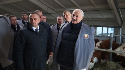 Лукашенко ознакомился с развитием мясного скотоводства и молочной отрасли