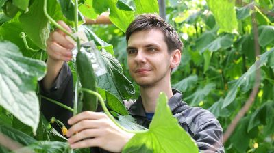 Мартовское путешествие в лето. Как в теплицах Гродненской овощной фабрики растят богатый урожай 