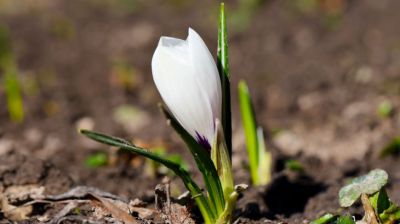 В Минске распустились первые крокусы 