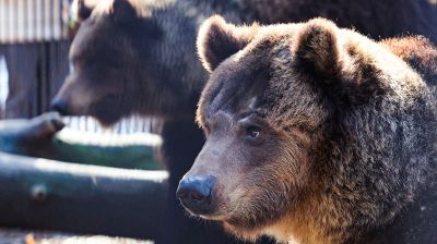 "Чувствуют себя хорошо". Медведицы из Витебского зоопарка вышли из зимней спячки