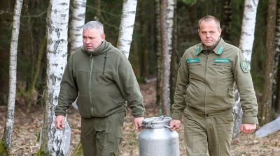 В Гродненской области приступили к заготовке березового сока 