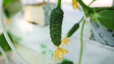 В Столинском районе созревает второй урожай огурцов в теплице
