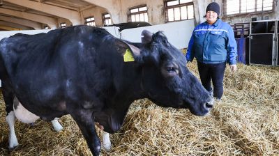 Более 130 тонн молока за жизнь и 55 литров в сутки! Необычная корова-долгожитель с нежной кличкой живет в Беларуси 