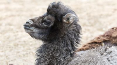 Впервые в Витебском зоопарке родился верблюжонок