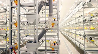 Новую площадку для откорма цыплят-бройлеров открыли в "Белоруснефть-Особино"