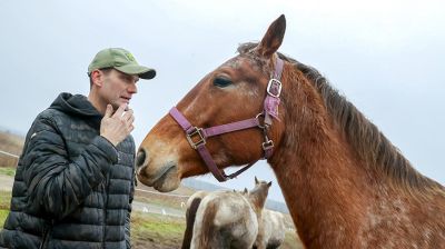 Супруги из Гомельского района разводят лошадей породы белорусская упряжная