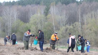 Молодой лес, обновленные улицы, цветники: Жировичи всем миром вышли на субботник 