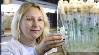 Свои томаты и картофель: как в БГСХА развивают отечественную селекцию  