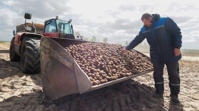 Посадка раннего картофеля идет в крупном хозяйстве Ивановского района