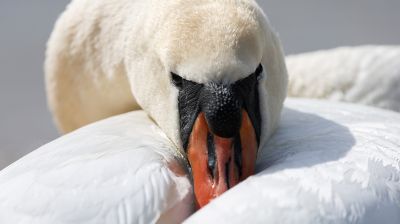 Весна. Белоснежные лебеди на водохранилище Дрозды