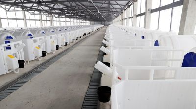 Новую ферму на тысячу голов дойного стада открыли в Ветковском районе