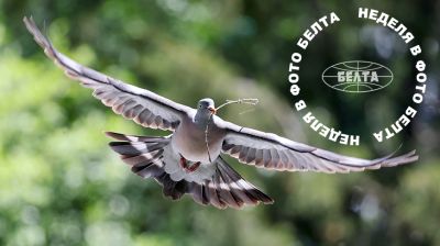 ЛУЧШИЕ ФОТО НЕДЕЛИ ПО ВЕРСИИ БЕЛТА