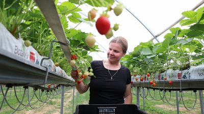 В Беларуси сезон сбора урожая клубники 