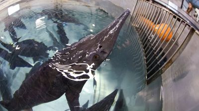 Уникальное производство черной икры в Дзержинском районе