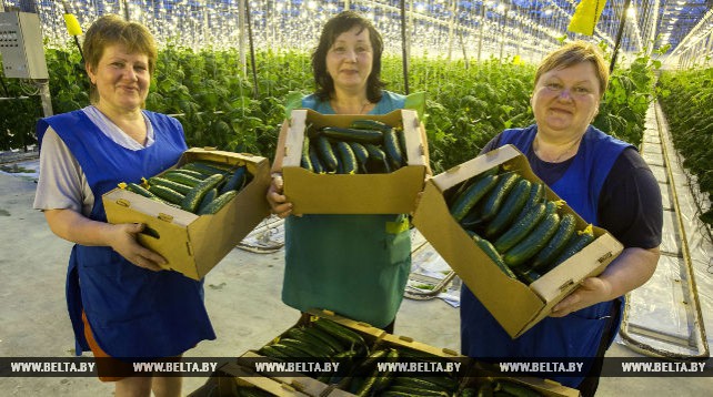 Первые 15 т огурцов нового урожая собрали овощеводы "Рудаково"