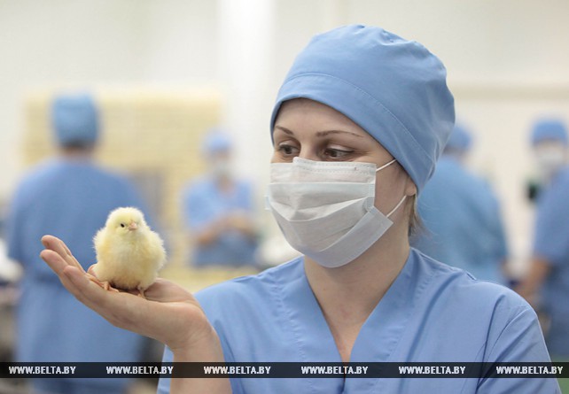 В инкубатории СЗАО "Агролинк" ежемесячно выводится 2,9 млн цыплят