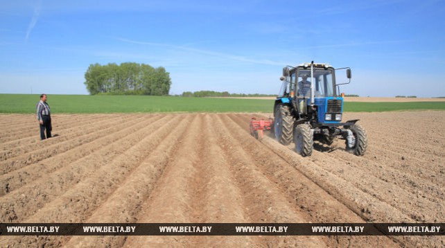 Фермерское хозяйство "Власик" Шкловского района обрабатывает 350 га земли