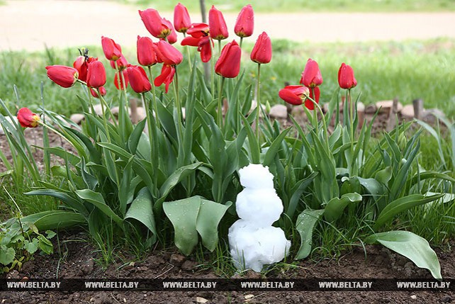 Майский снеговик в Гродно