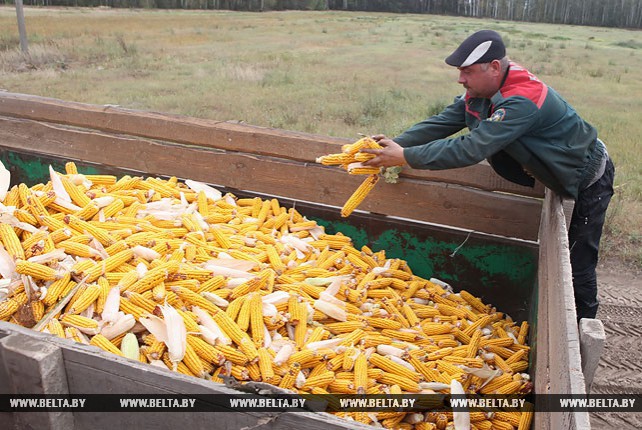 В Гомельской области приступили к уборке кукурузы на зерно