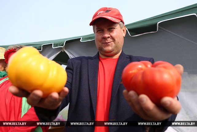Ивье стал помидорной столицей Беларуси