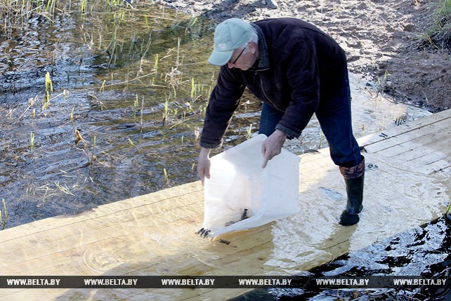 Рака широкопалого заселили в озеро Осиновское в Витебском район