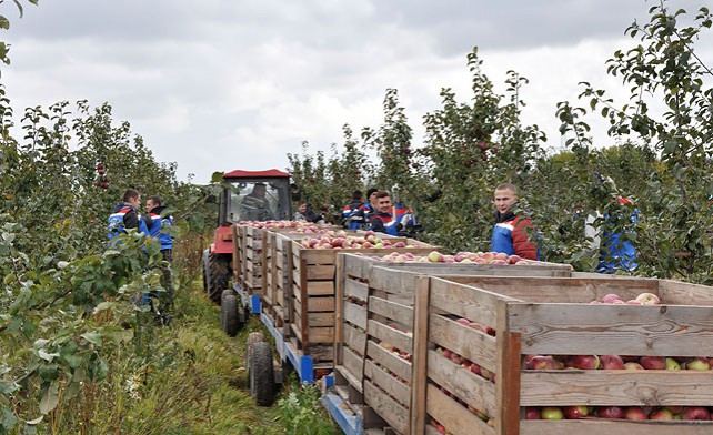 Студенты БГАТУ помогают агрокомбинату "Ждановичи" в заготовке сельхозпродукции