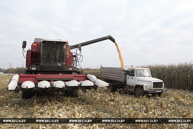 В Могилевском районе завершается уборка кукурузы