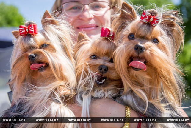 Республиканская выставка пород собак прошла в Бресте