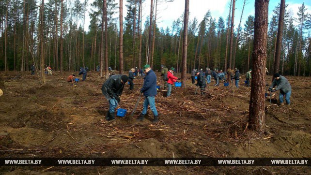 Сотрудники КГК работали на посадке леса и благоустройстве территорий