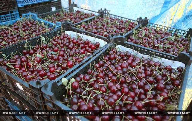 Сбор вишни идет в "Арника-Агро"