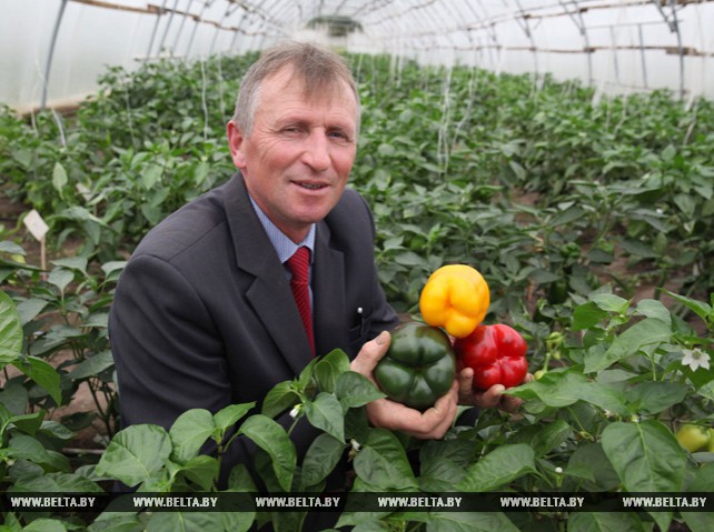 Доцент БГСХА Михаил Добродькин более 10 лет занимается селекцией белорусских томатов
