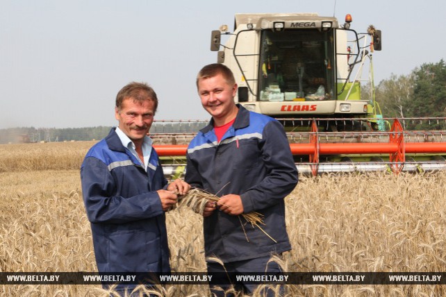Любанский район вышел в лидеры по темпам уборки зерновых и зернобобовых в Минской области