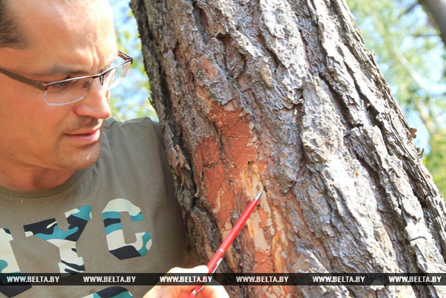 Белорусские лесоводы спасают лес от жука-короеда