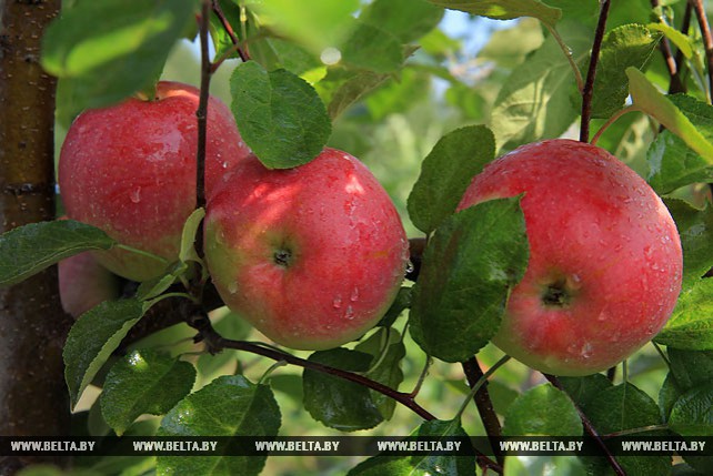 В Могилевском районе приступили к сбору ранних сортов яблок
