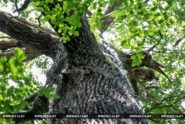 В Малоритском районе растет самое старое дерево Беларуси