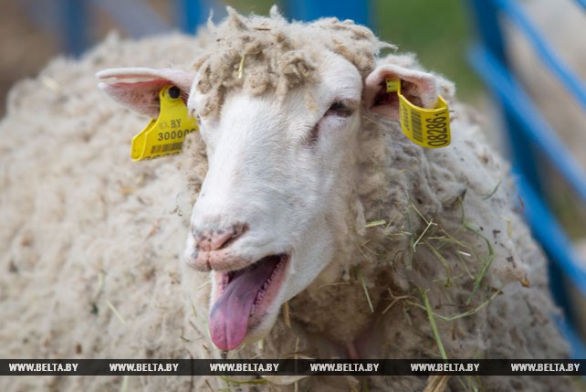 Около 9 т шерсти планируют получить после завершения стрижки овец в ОАО "Жеребковичи"