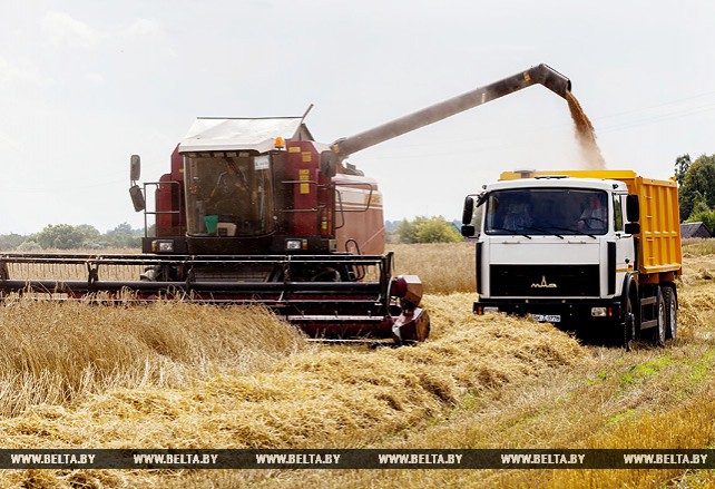 Уборка зерновых началась в хозяйствах Витебского района